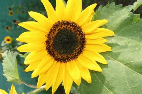 tournesol