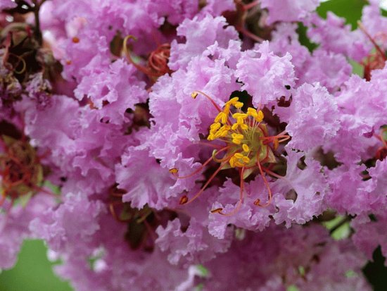 lilas des indes