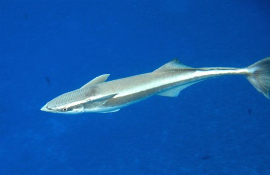 Remora