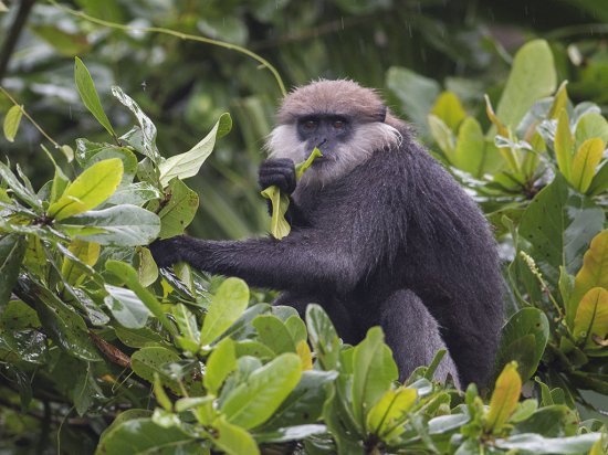 Langur dalla faccia viola