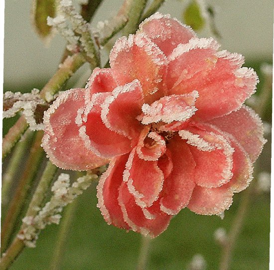 Winterrose