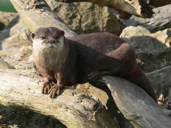 Lontra dalle guance bianche