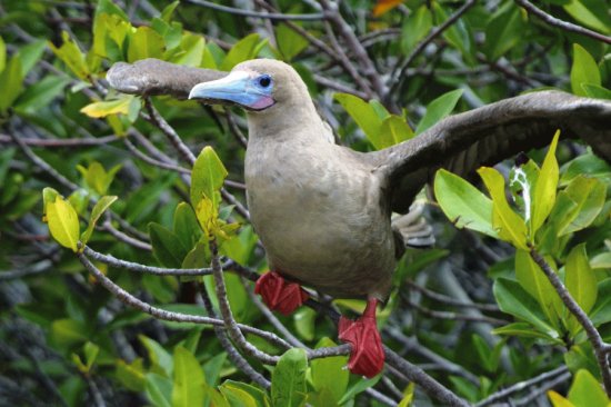 Sula piedirossi