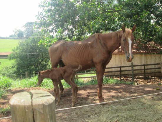 Égua e sua cria