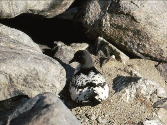 Procellaria del capo