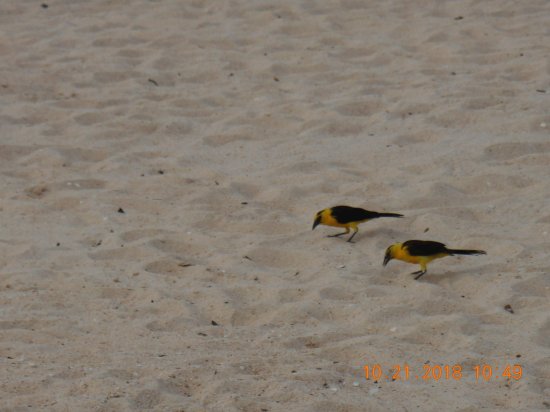 Pássaros na praia