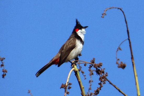 Bulbul rosso baffuto