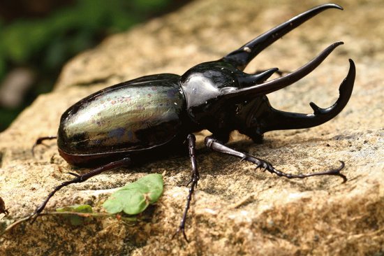 Scarabeo rinoceronte