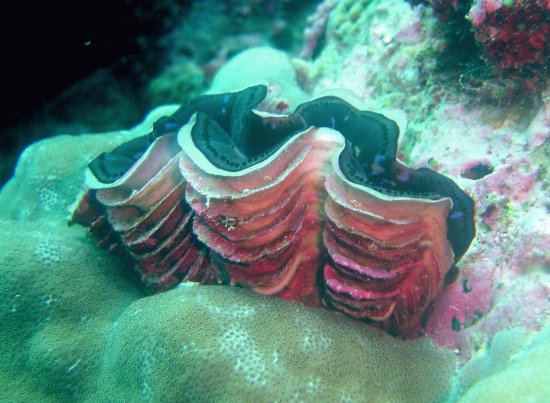 Tridacna squamosa