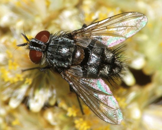 Tachinidae