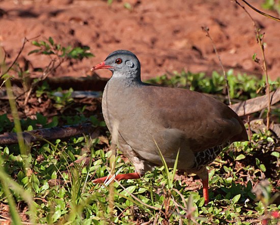 Tinamo beccopiccolo