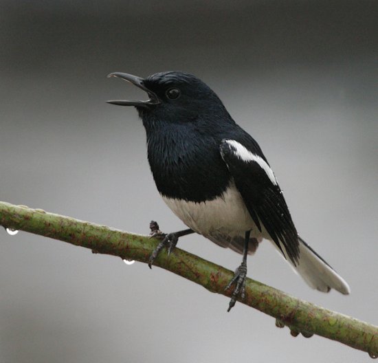 Oriental magpie robin