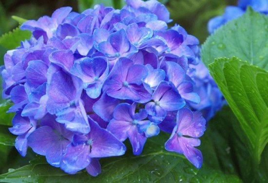 Hortensia