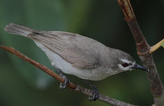 Nettarina bruna del gabon