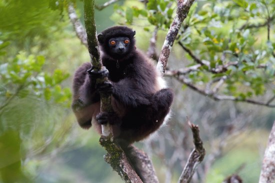 Sifaka di milne edwards '