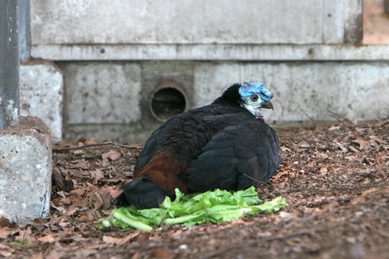 Megapodio dal barbiglio