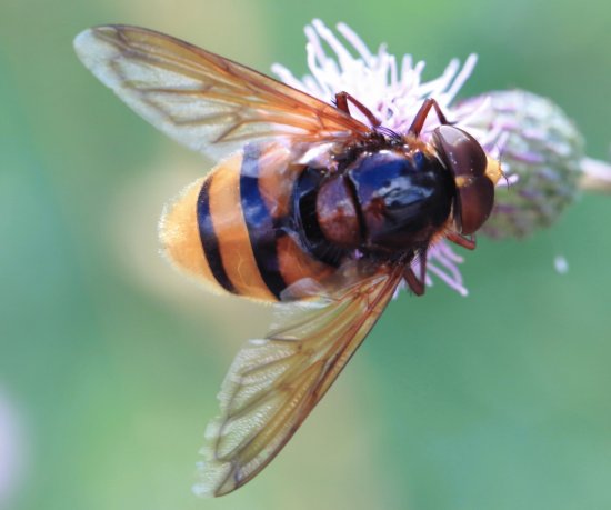 Volucella zonaria