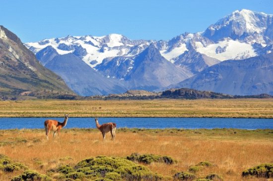 Argentine Guanacos