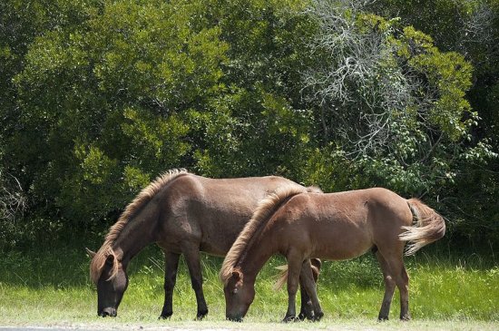 Assateaugue irland