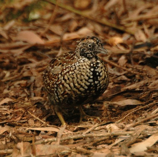 Quaglia tridattila pettonero