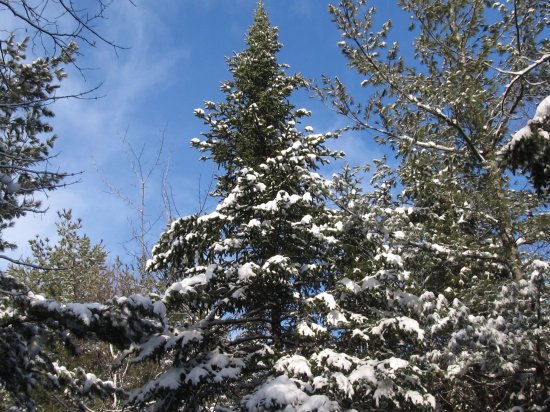 Trees look so pretty with a dusting of snow