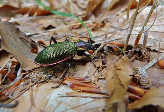 Carabus olympiae