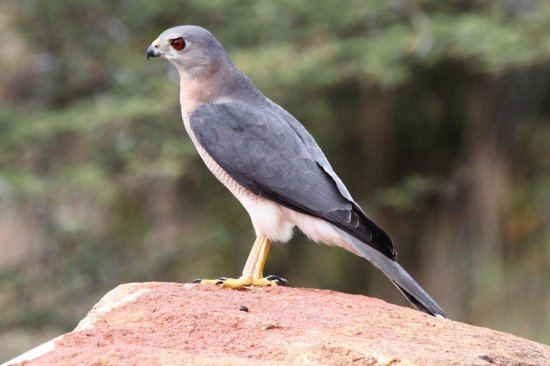 Shikra