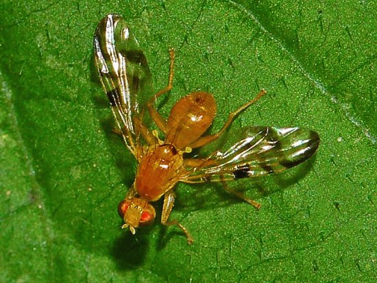 Acidia cognata