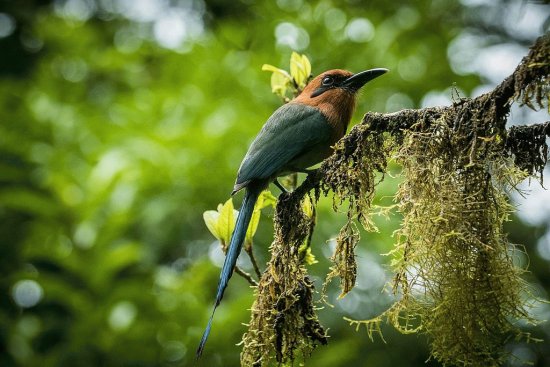 Broad billed motmot