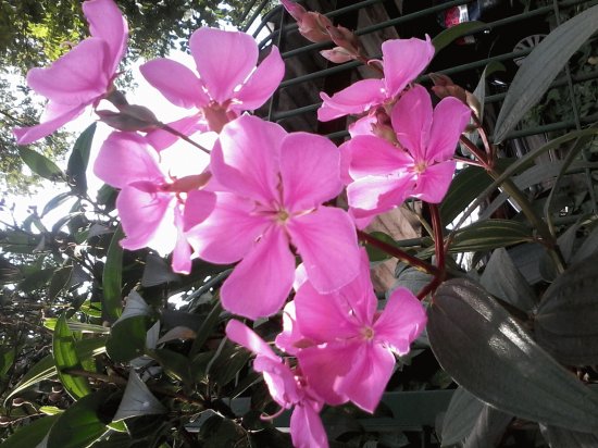 FLOR COR DE ROSA