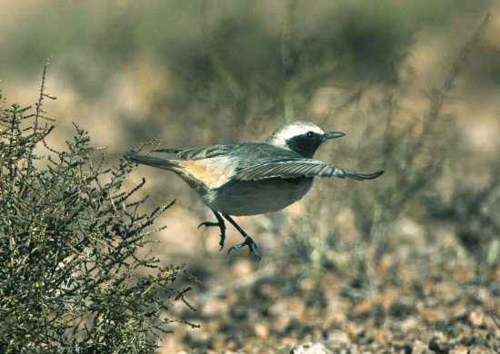 Monachella testagrigia