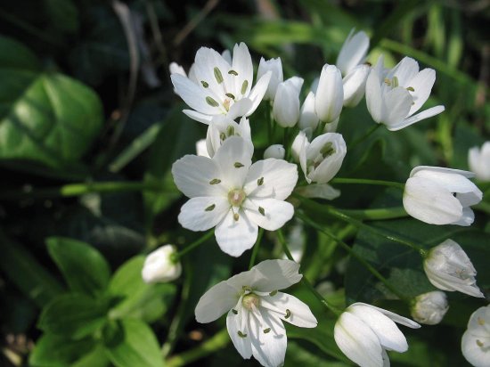 Ail des ours