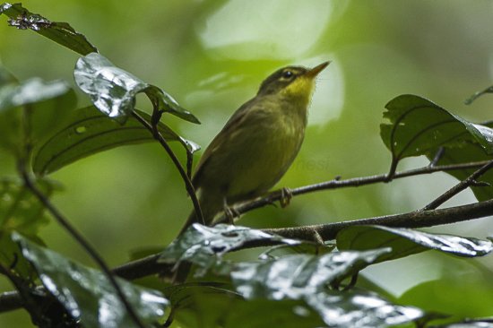 Bulverde beccocorto