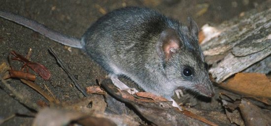 Kangaroo island dunnart