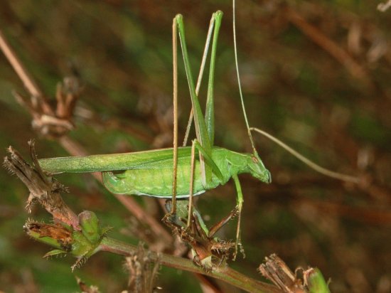 Tylopsis lilifolia