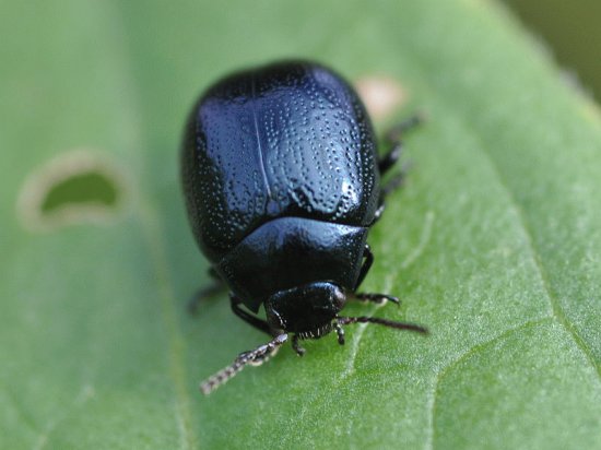 chrysolina haemoptera