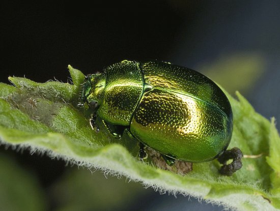 Chrysolina herbacea