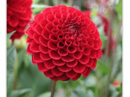 Dahlia