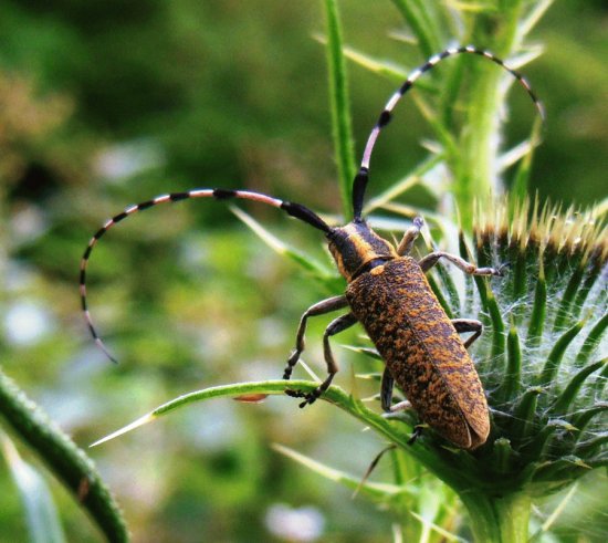 Agapanthia sicula malmerendii