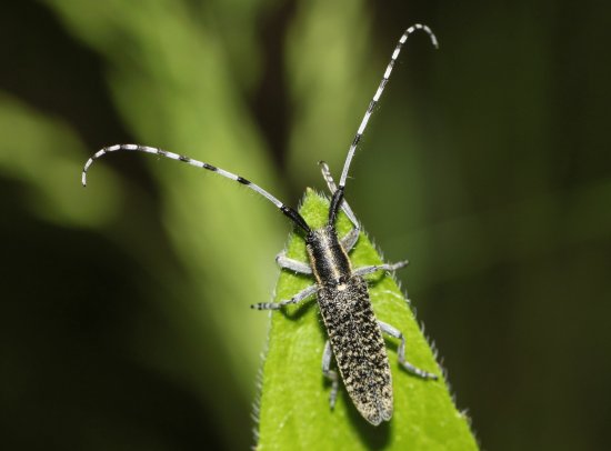 Agapanthia villosovirideslens