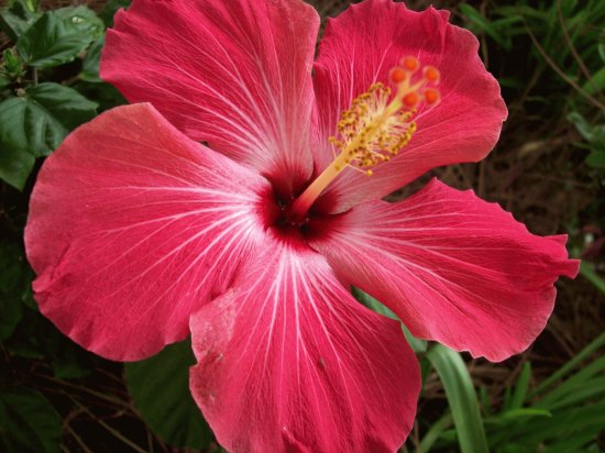 Hibiscus