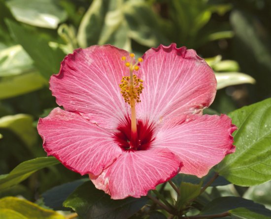 Hibiscus