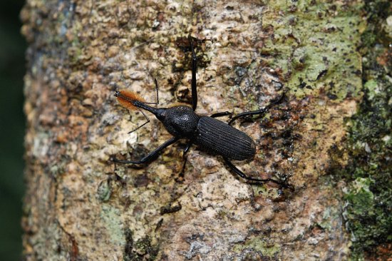 Rinostomus barbirostris