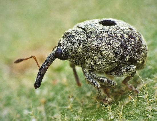 Cionus hortulanus