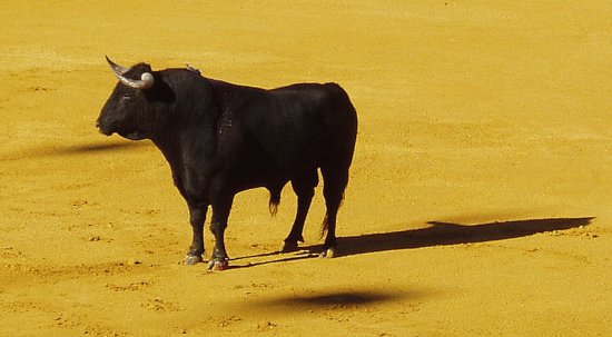 Toro de lidia