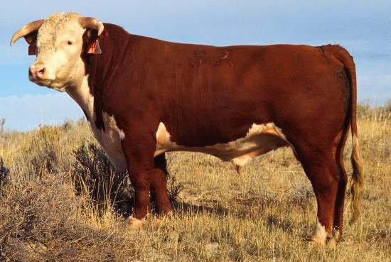 Toro hereford