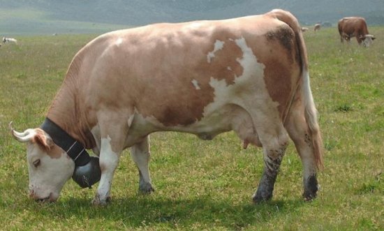 Vacca simmental