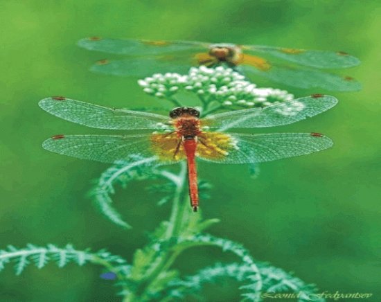 Dragonfly