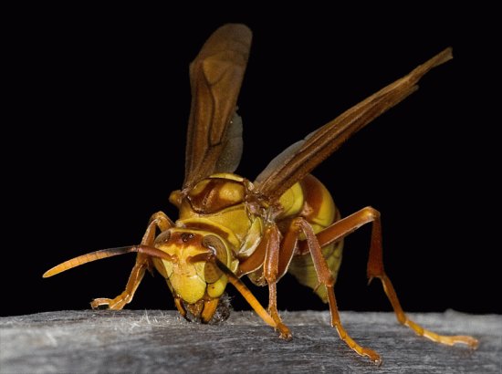 Polistes carnifex