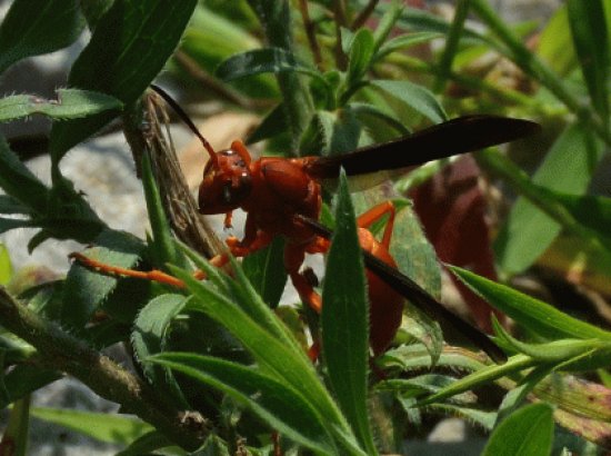 Polistes carolina